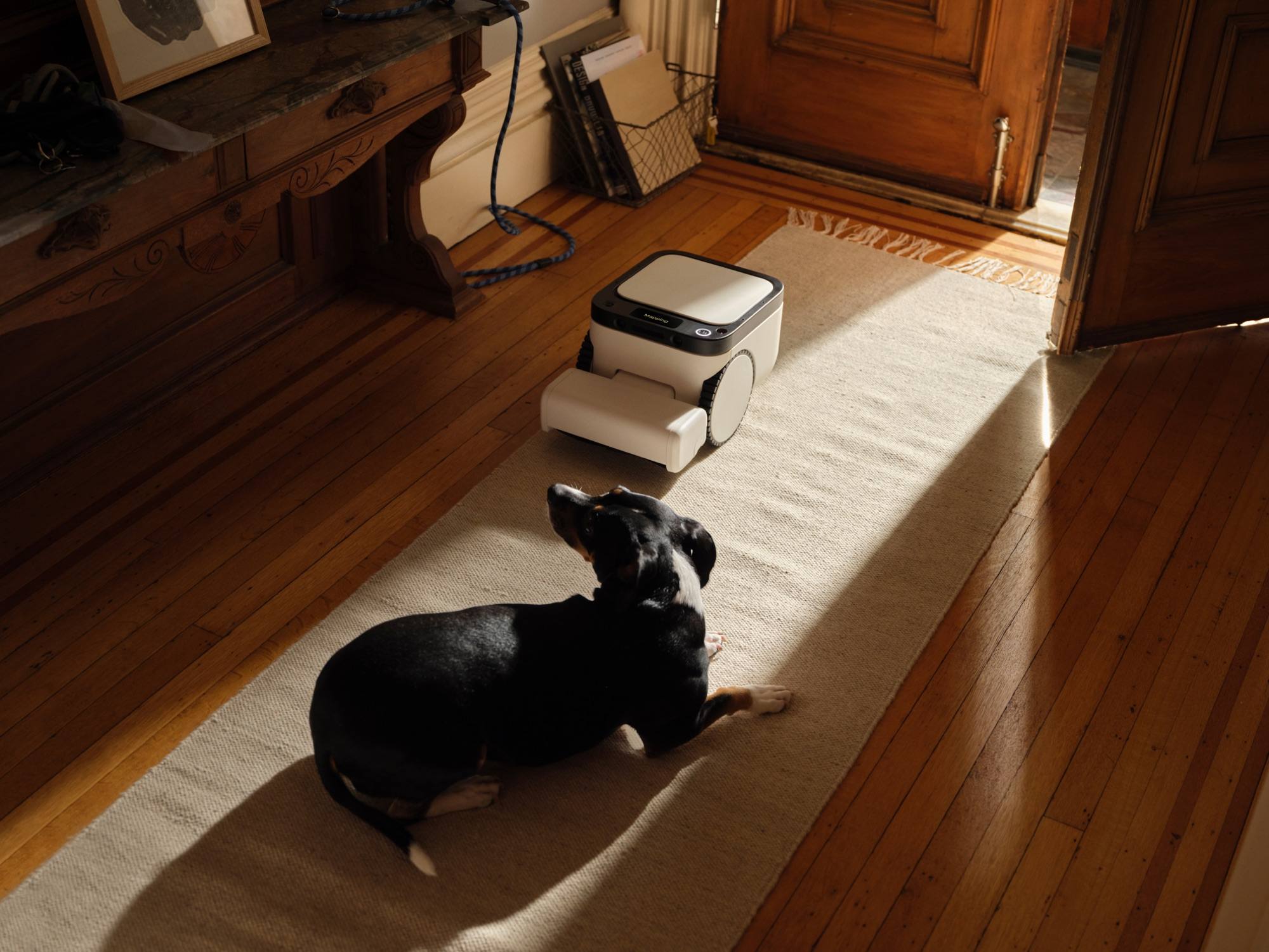Matic robot navigating near a dog in a sunlit entryway